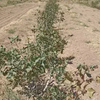 زمین و آب کشاورزی|فروش دفتر صنعتی، کشاورزی، تجاری|مهریز, |دیوار