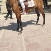اسب درهشوری