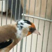 سهره نر سرلک وپیس سفید ماده چونه
