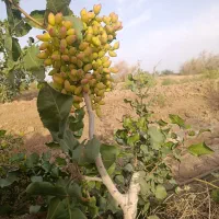 پیوند درخت پسته