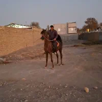 فروش اسب ومادیان