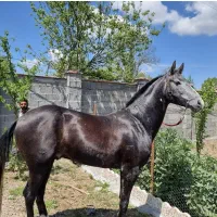 اسب ترکمن ۵ ساله با خط خونی عالی