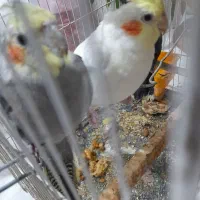 عروس هلندی