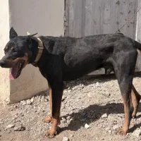 سگ نژاد دوبرمن مخصوص نگهبانی