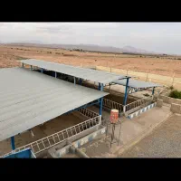 دامداری و باغ پسته|فروش دفتر صنعتی، کشاورزی، تجاری|ایوانکی, |دیوار