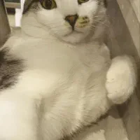 واگذاری گربه ۸ ماهه