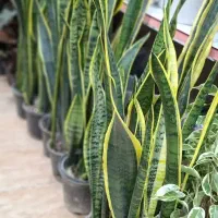 انواع گلهای آپارتمانی|گل و گیاه طبیعی|رشت, فلسطین|دیوار