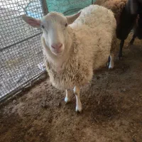 بره رومن و رومانف|حیوانات مزرعه|ورامین, ورامین|دیوار