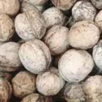 گردو کیلویی ۷۰۰
