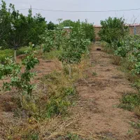 فروش باغ داخل بافت شهریامچی دوربرمسکونی|فروش زمین و ملک کلنگی|یامچی, |دیوار