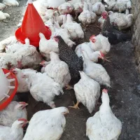 مرغ گوشتی خوش طعم و سالم میخوای زنگ بزن