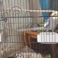 عروس هلندی|پرنده|قم, قلعه کامکار|دیوار