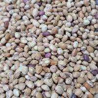 انواع حبوبات ب قیمت عمده