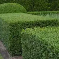 هرس شمشادوغیره|خدمات باغبانی و درختکاری|کیش, |دیوار