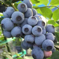 نهال بلوبری انگور انار رزبری باغ ویلا خانه درخت