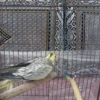 یک عدد عروس هلندی