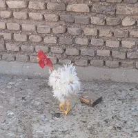 گمشده خروس فر