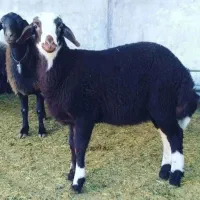 قصاب و سلاخ در منزل صدرا