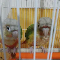 طوطی گرینچیک اناناسی|پرنده|تهران, سبلان (لشگر)|دیوار