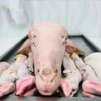 عرضه‌گوشت‌با‌کالابرگ