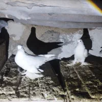 لوطی 3دانه دو مایا یک ارکح در مرند دونه ای 40000