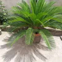 گل سیکاس