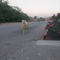 ۳ عدد بره نر|حیوانات مزرعه|فین, |دیوار