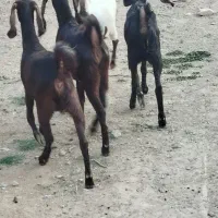 چهار عدد کولار پاکستانی یک ساله آبستن ضمانتی|حیوانات مزرعه|ملکآباد, |دیوار