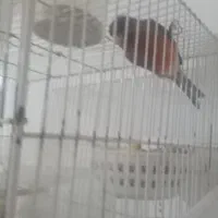 قناری|پرنده|مشهد, بلال|دیوار