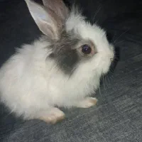 خرگوش|موش و خرگوش|تهران, راه آهن|دیوار