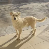 سگ شیتزو تریر