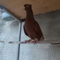 کبوتر رنگی سرخ دمسفید نرکاکلی