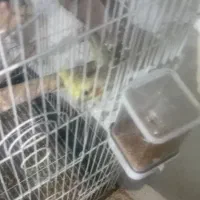 عروس طوطی نر ماده با قفس