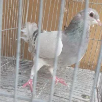 ماده خرقه نقره ای|پرنده|خمینی‌شهر, |دیوار