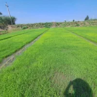 تیم جار.  آماده نشا.قیمت مناسب