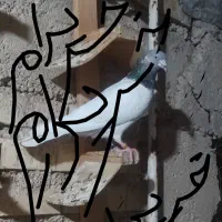 پرنده کله سبز شیخی صابونی|پرنده|شادگان, |دیوار