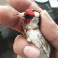 سهره|پرنده|نسیم‌شهر, |دیوار