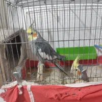 عروس هلندی نر و ماده