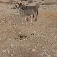 سه تا کره الاغ