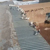 کبوتر|پرنده|بزینه رود, |دیوار