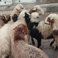 انتخاب دام هم با مشتری|حیوانات مزرعه|قزوین, |دیوار