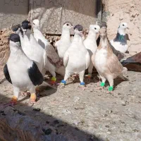 کفتر رنگه پرشی|پرنده|تربت‌حیدریه, باغ سلطانی|دیوار