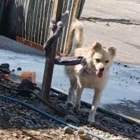سگ پاکوتا