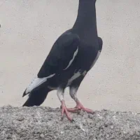 پلنگ.سیاه..جوجه.