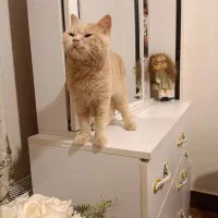 گربه بریتیش|گربه|اصفهان, سرتاوه|دیوار