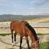 فروش اسب یا معاوضه با گوسفند و بز