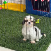 یک عدد سگ شیتزو