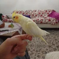 پرنده