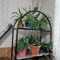 استند|کتابخانه، شلف، قفسههای دیواری|گلبهار, شهر جدید گلبهار|دیوار