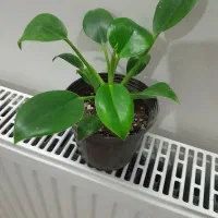 گلهای اپارتمانی زاموفیلیا وسانسوریا پتوس پهن برگ|گل و گیاه طبیعی|گرگان, |دیوار